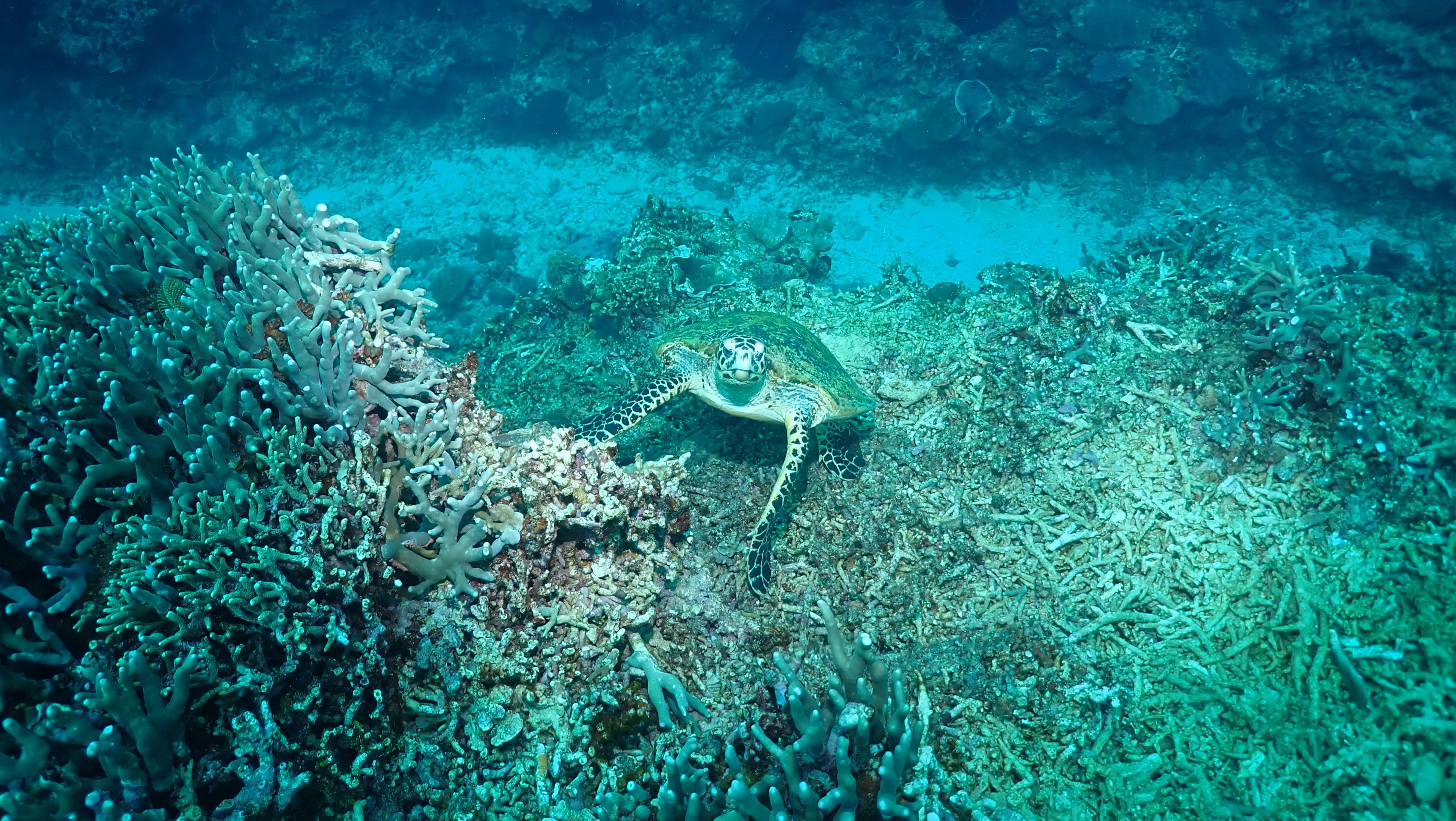 Single-Gas Dive