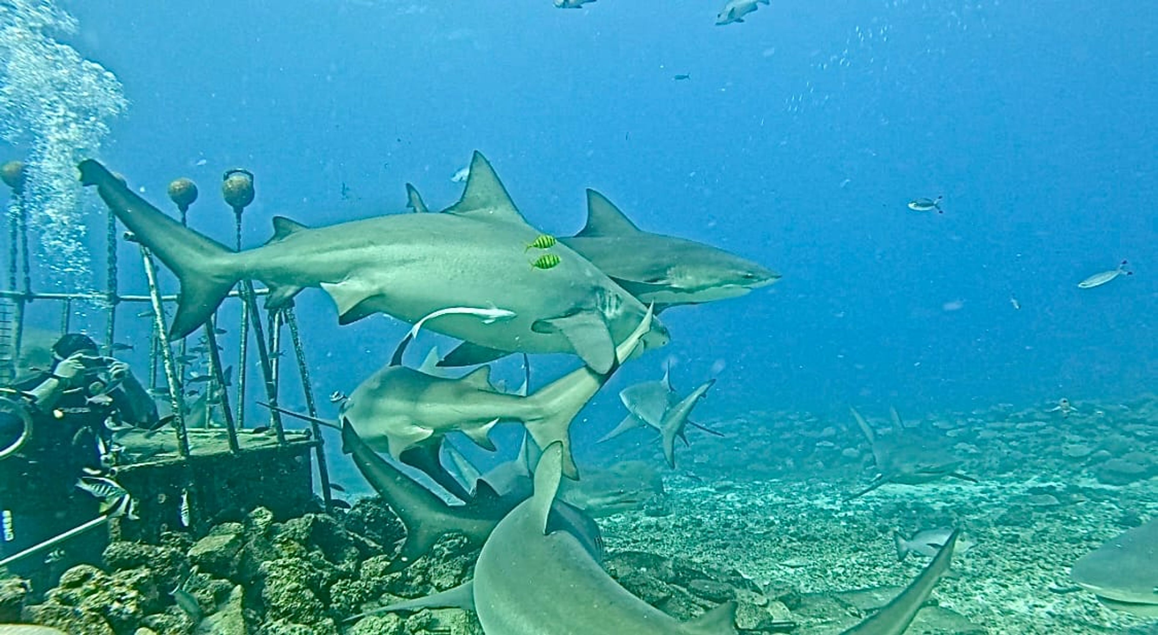 Fiji