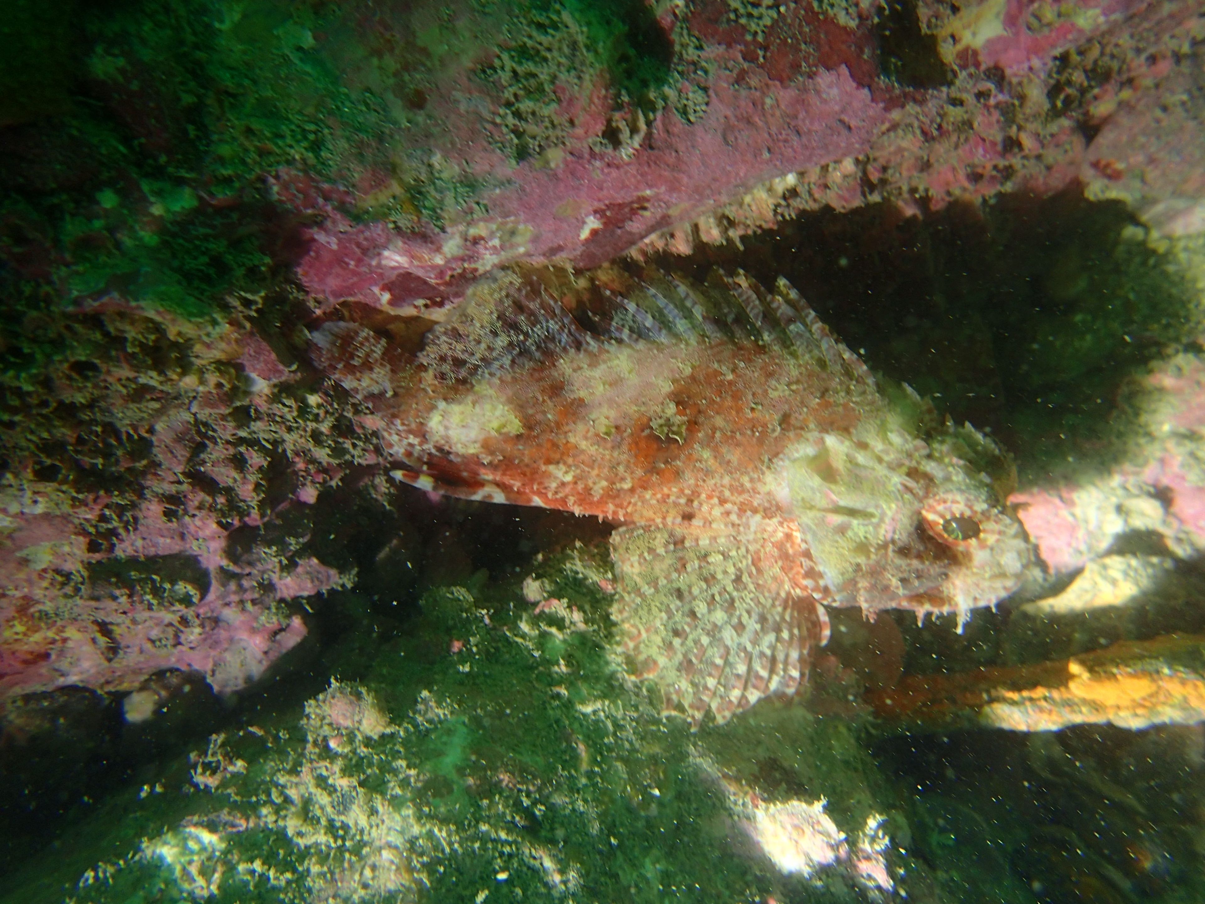 20251007 Fun Dive - Dive 1