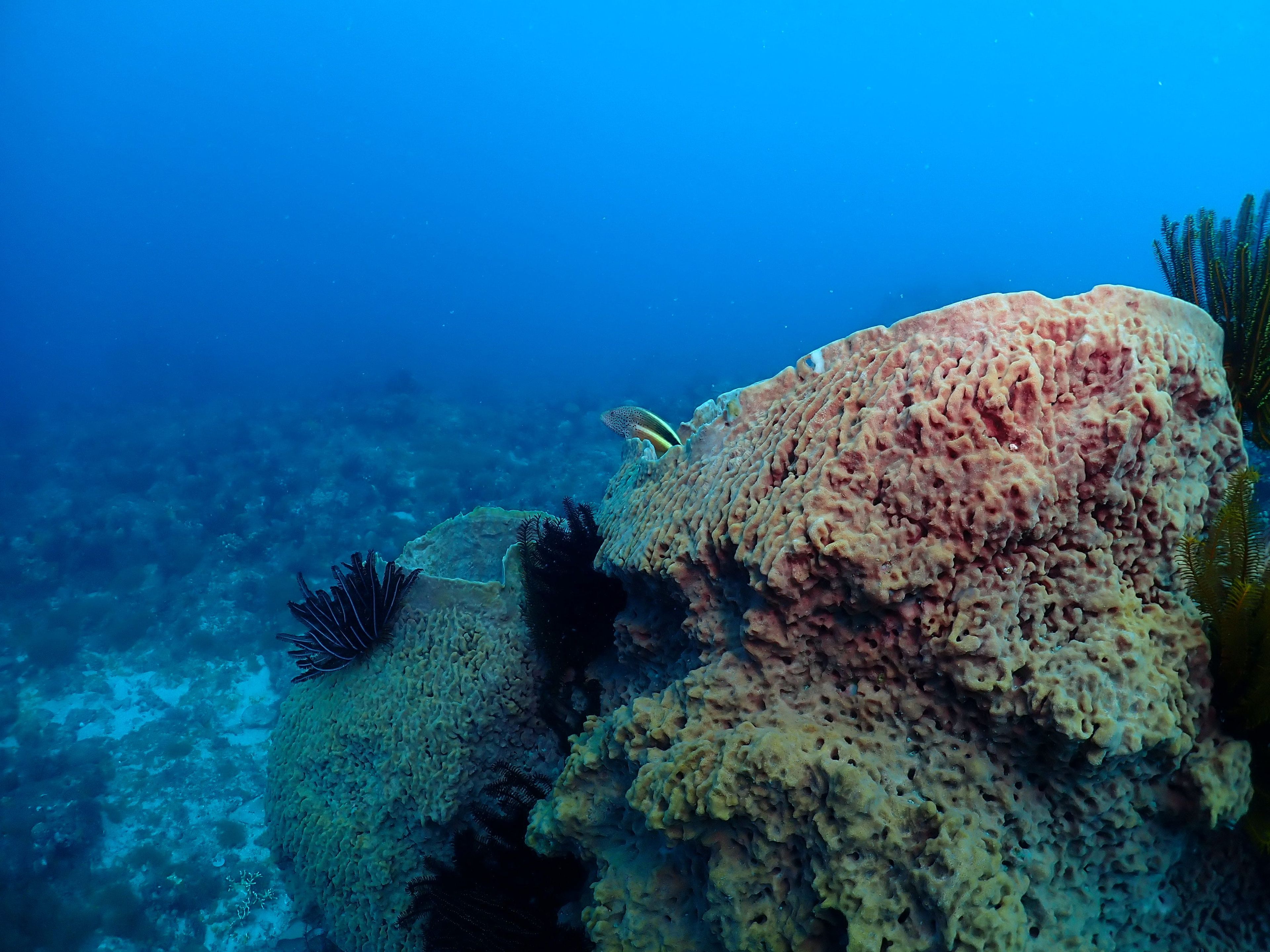 藍洞Blue Hole
