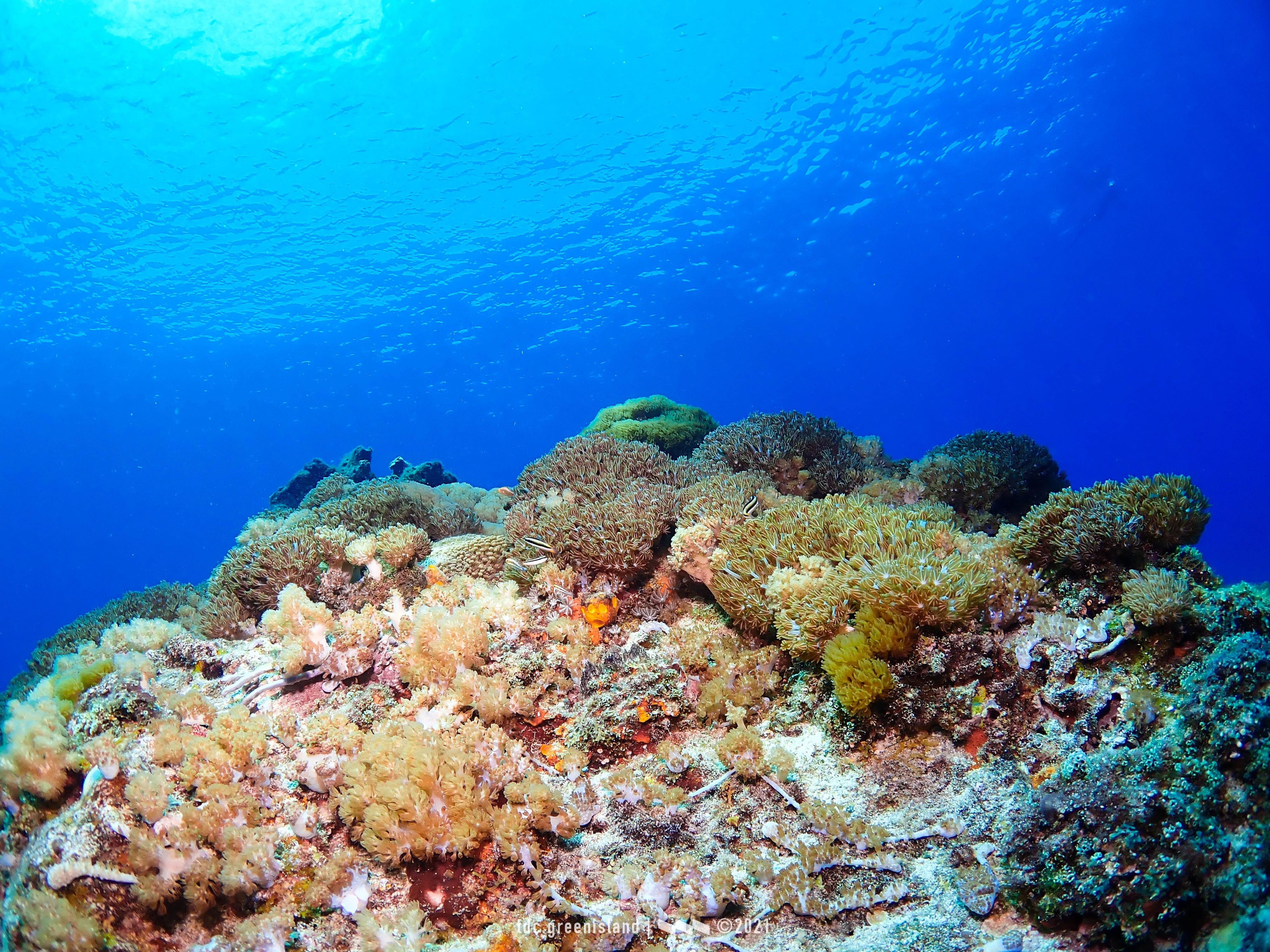 OW證照後第一支FunDive