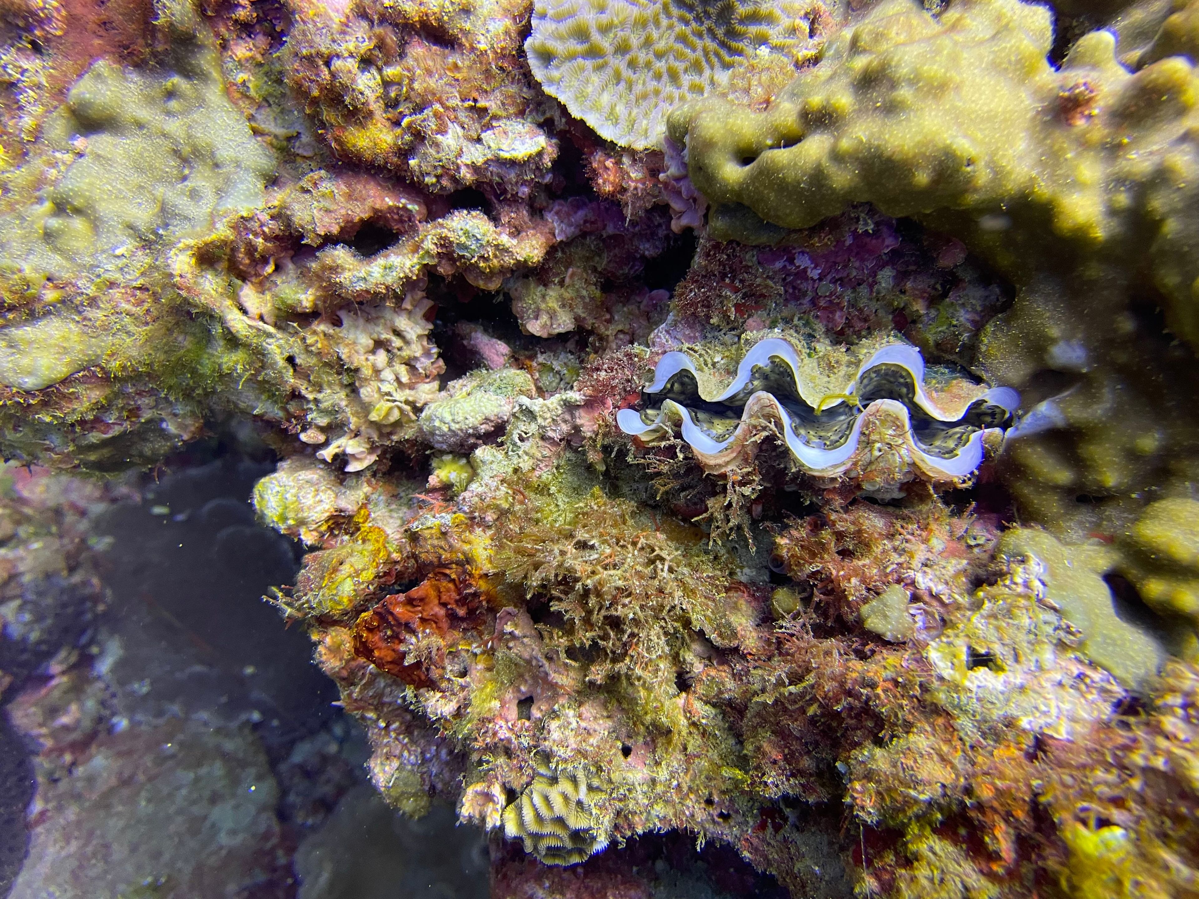 山海_小丑魚島