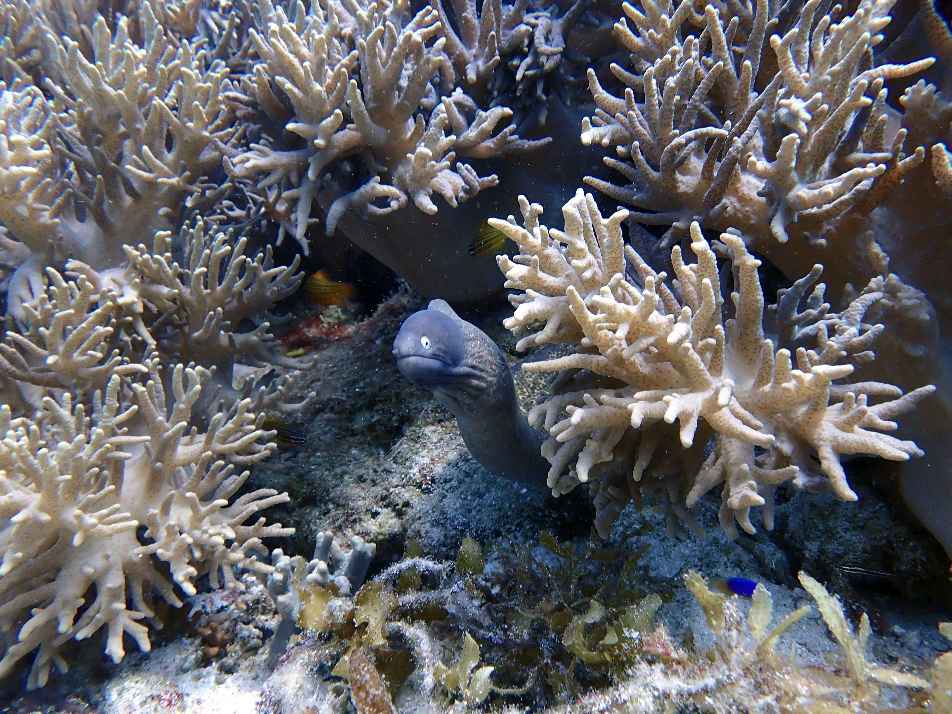 Pamilacan Island