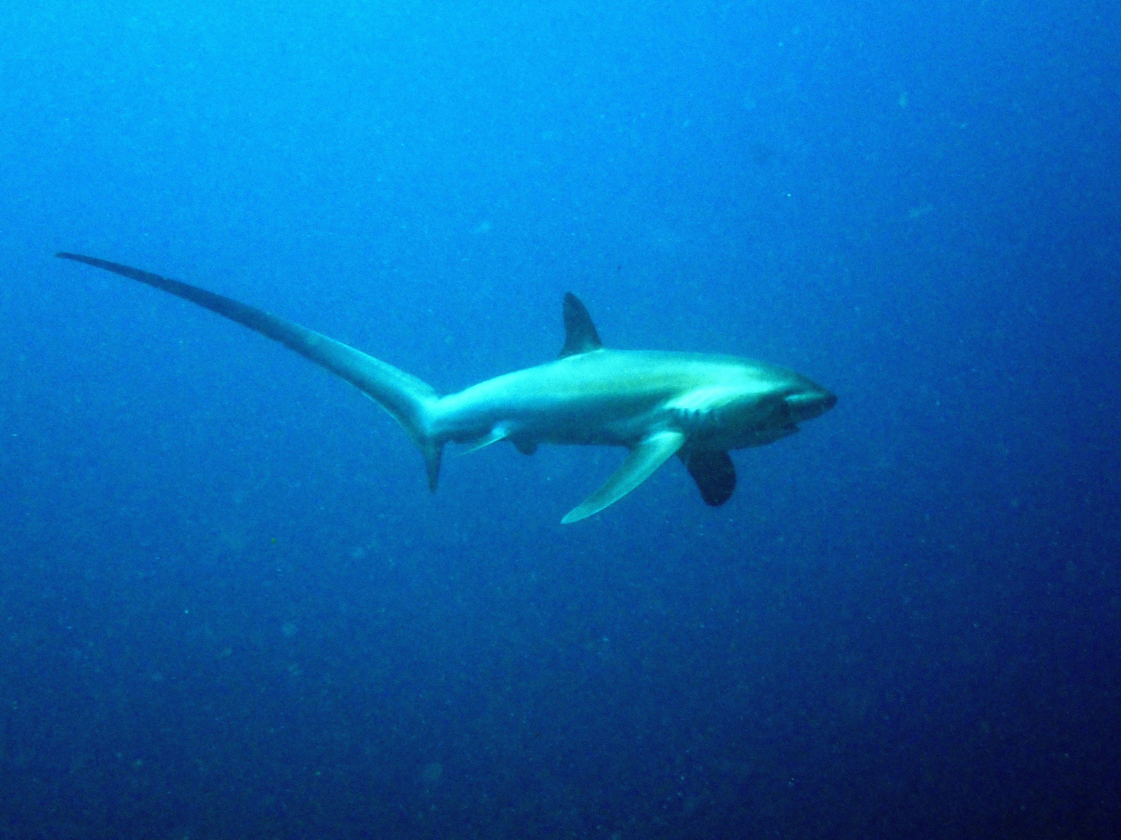 Monad Shoal, Thresher Shark Divers Mooring Line