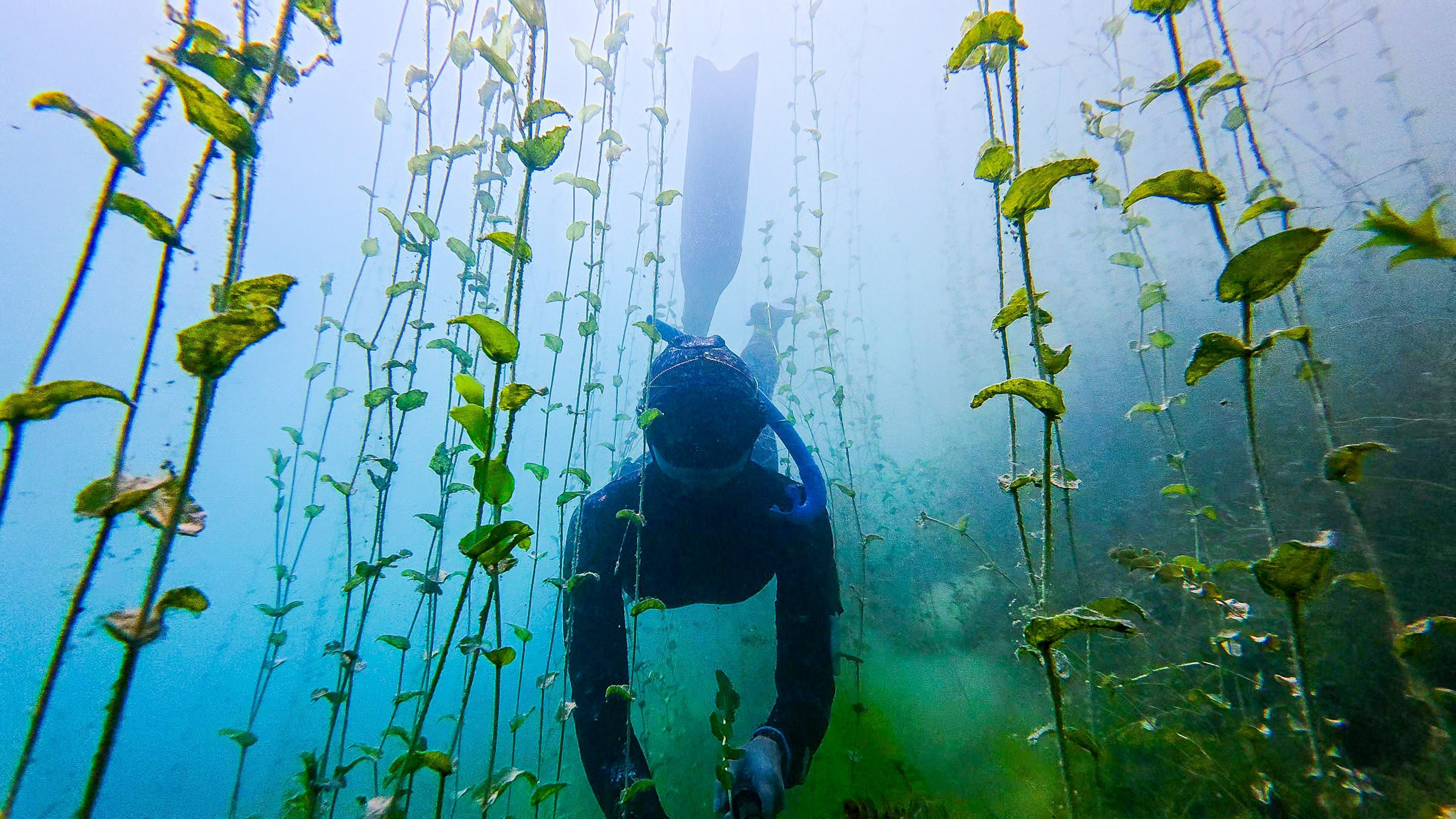 Freediving at Attersee