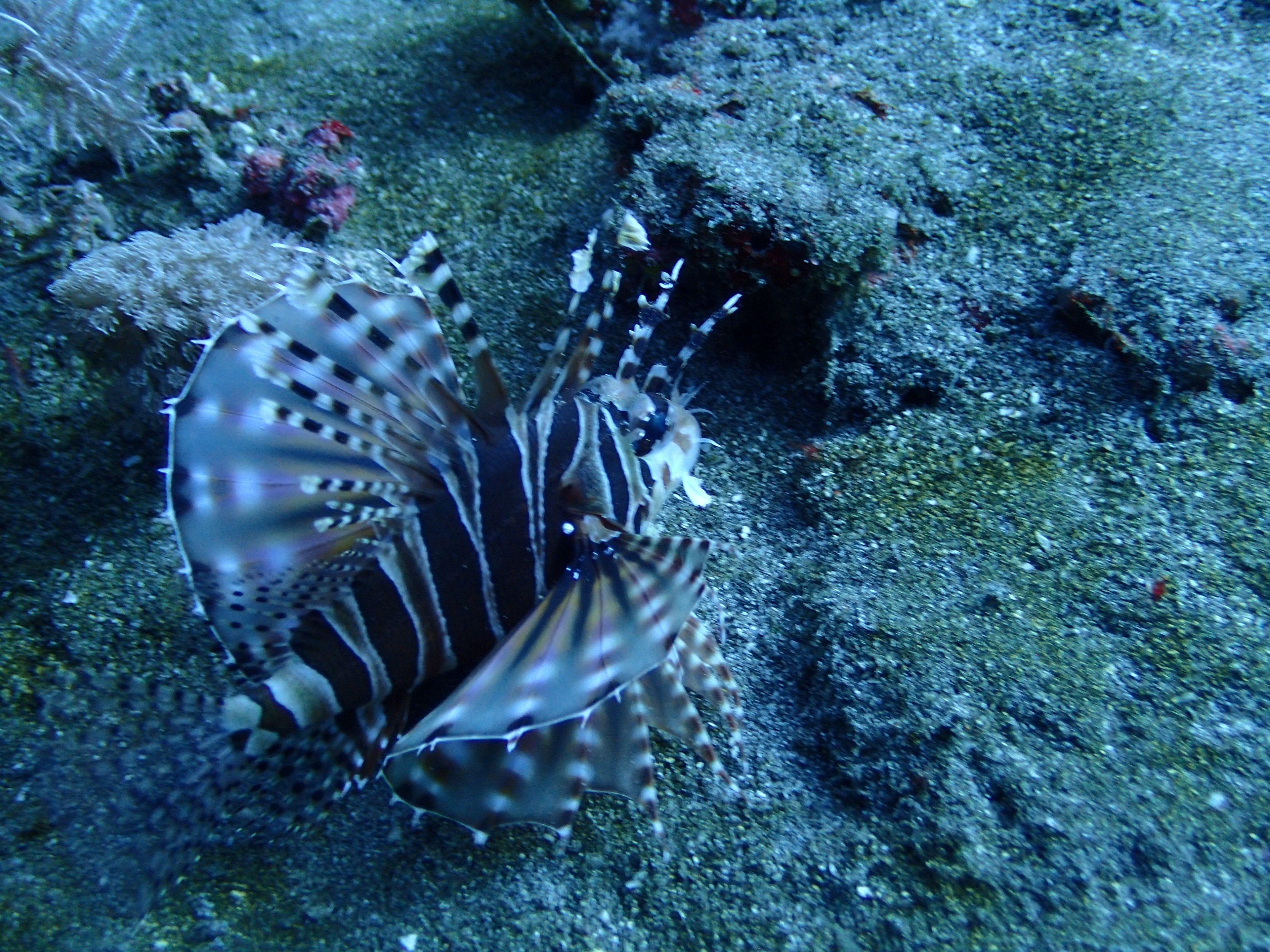 20260413 Fun Dive - Dive 1