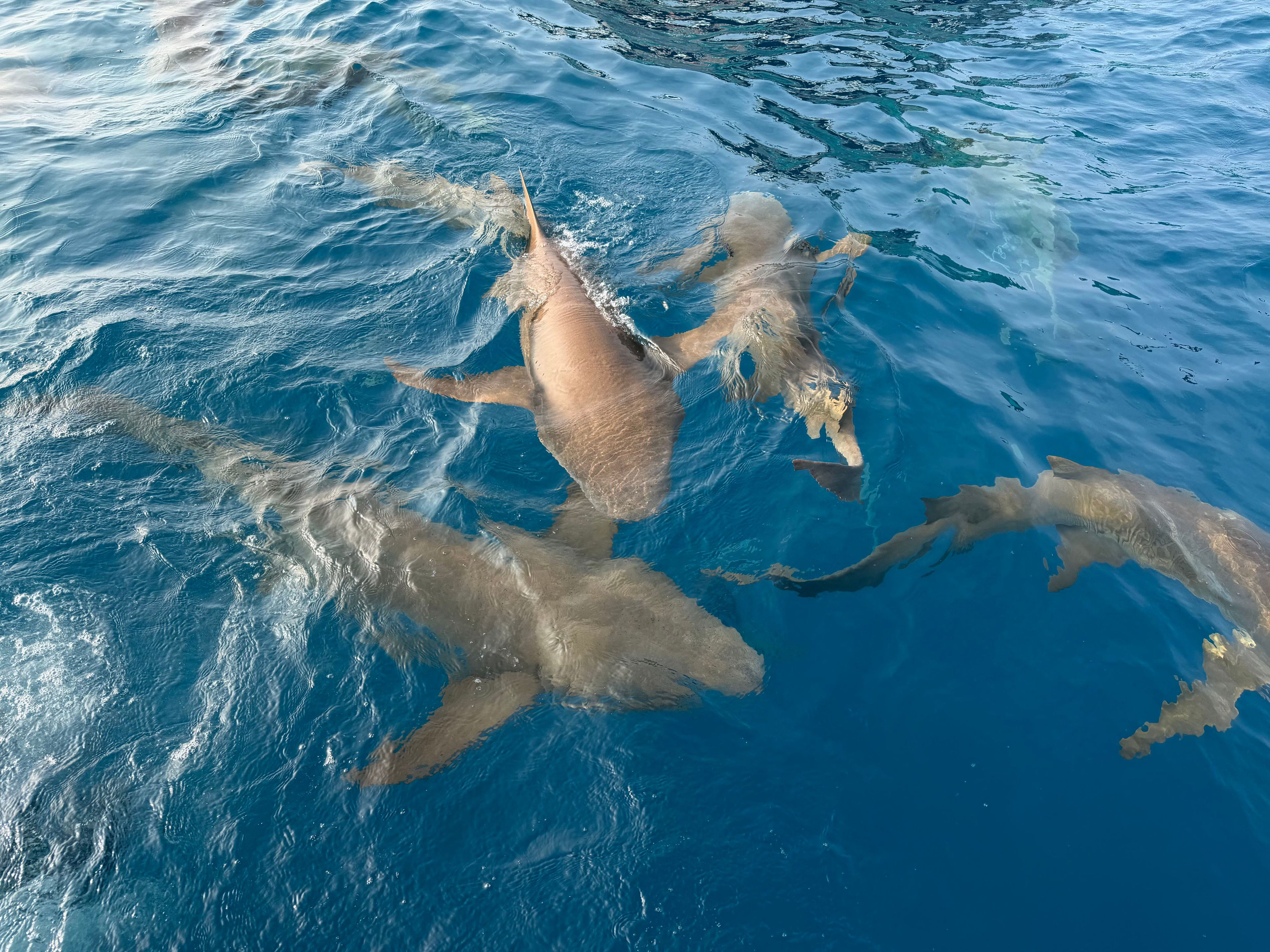 马尔代夫四方线Dhiggiri Nurse Shark
