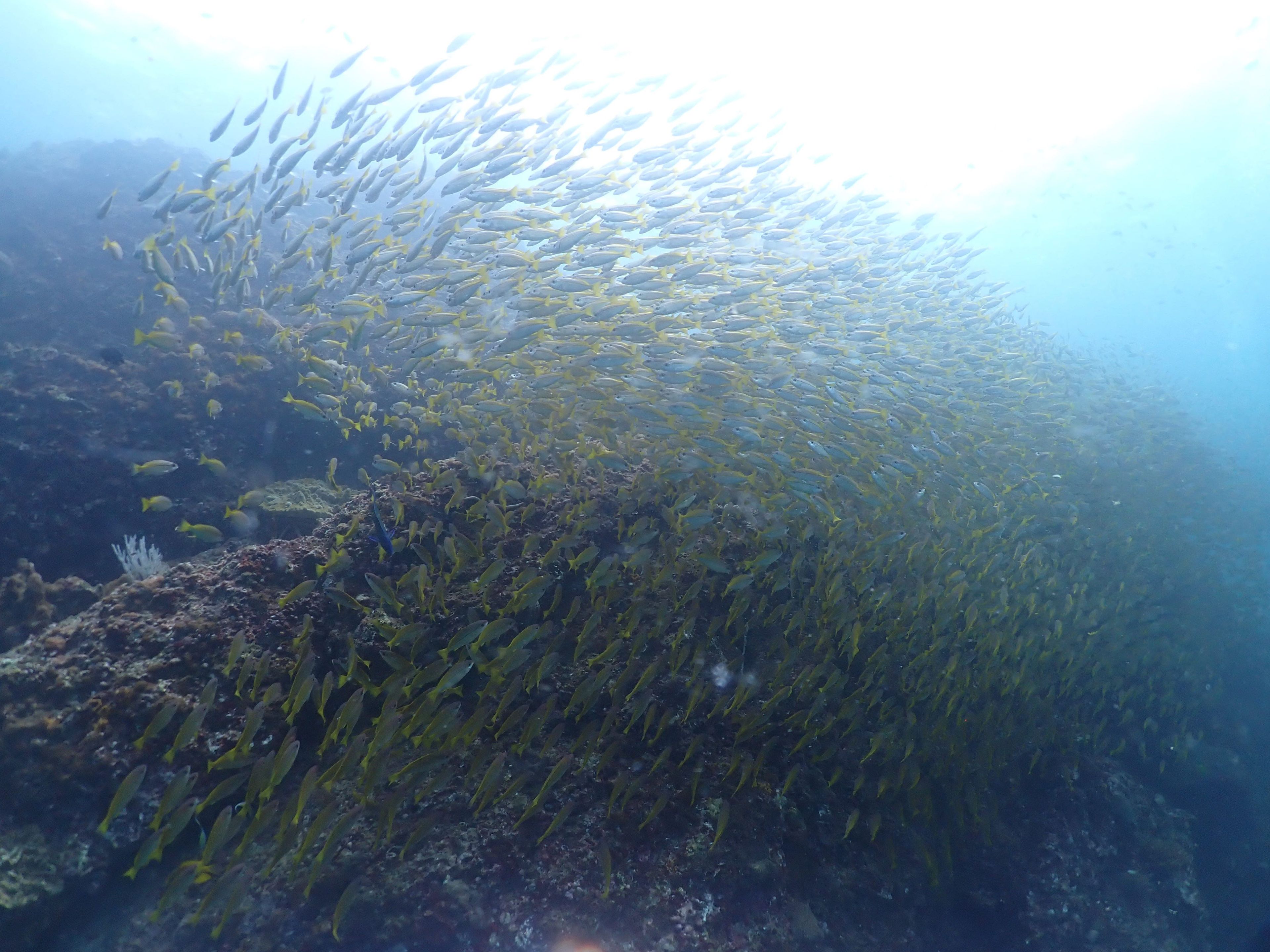 Krabi 單氣體潛水
