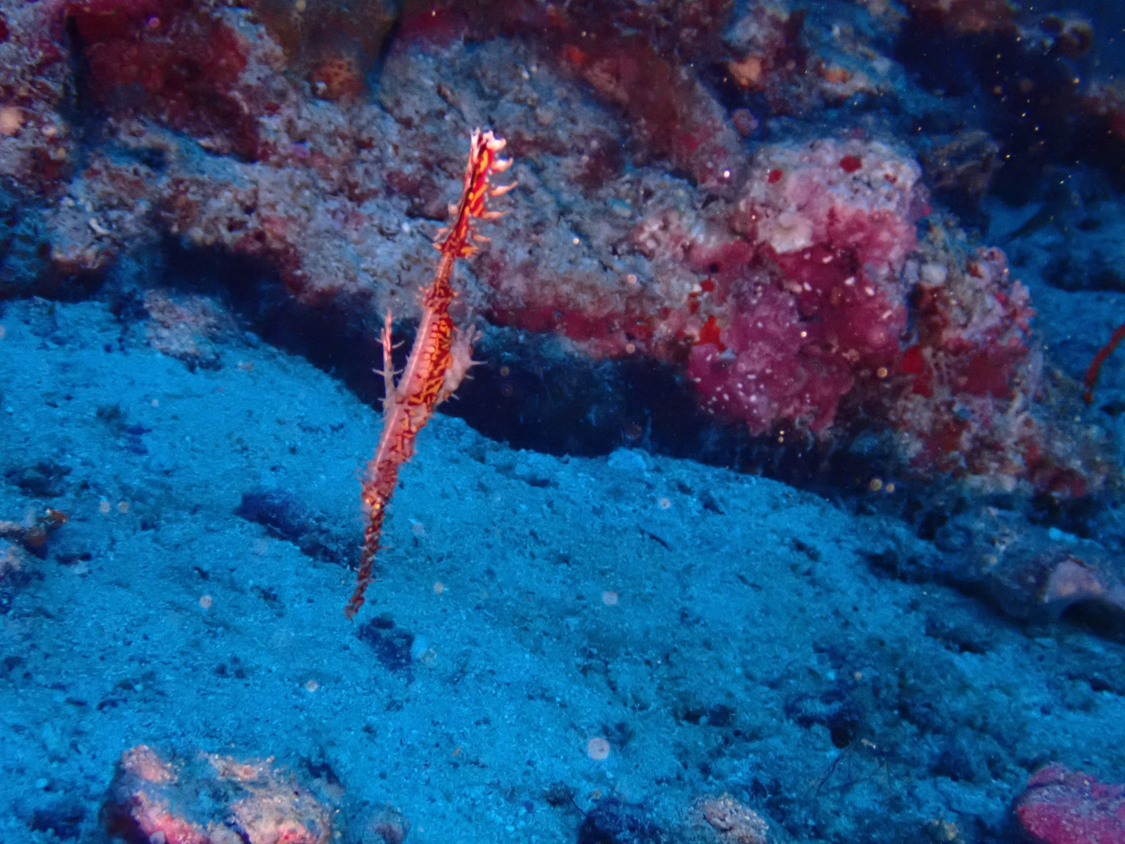 The Phinisi Day 1: Dive 4