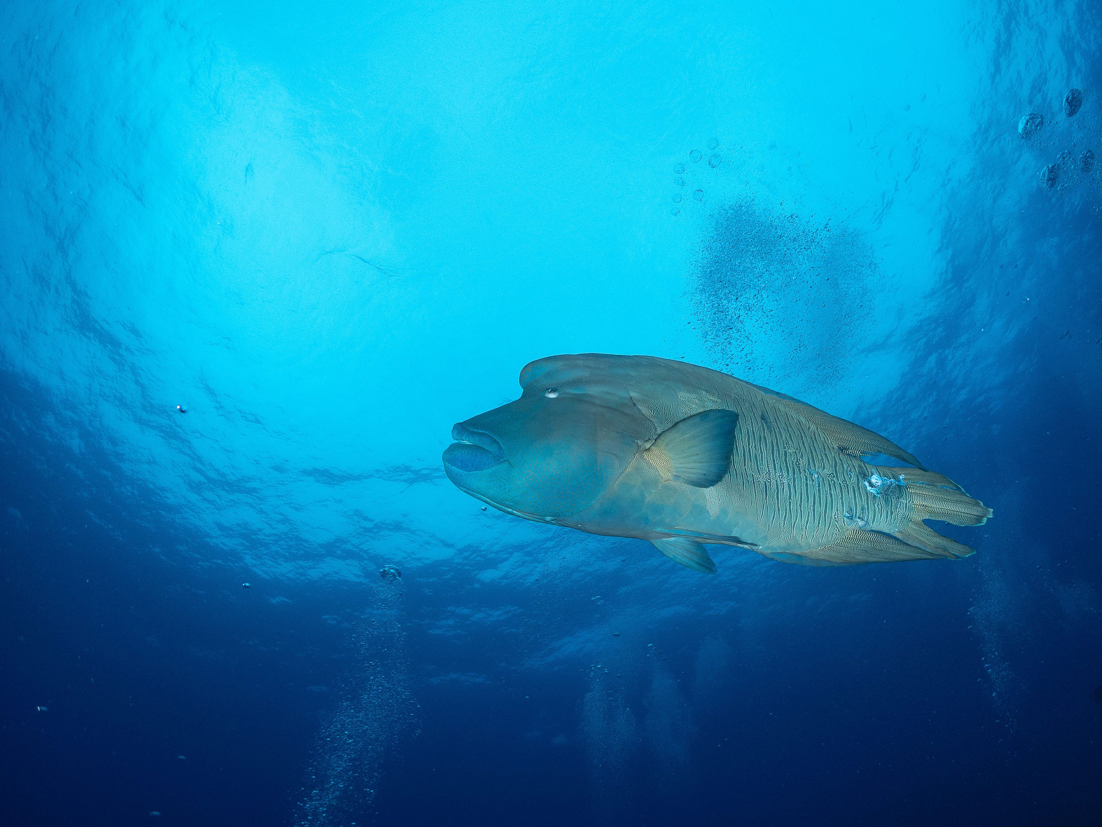 Oceanic+