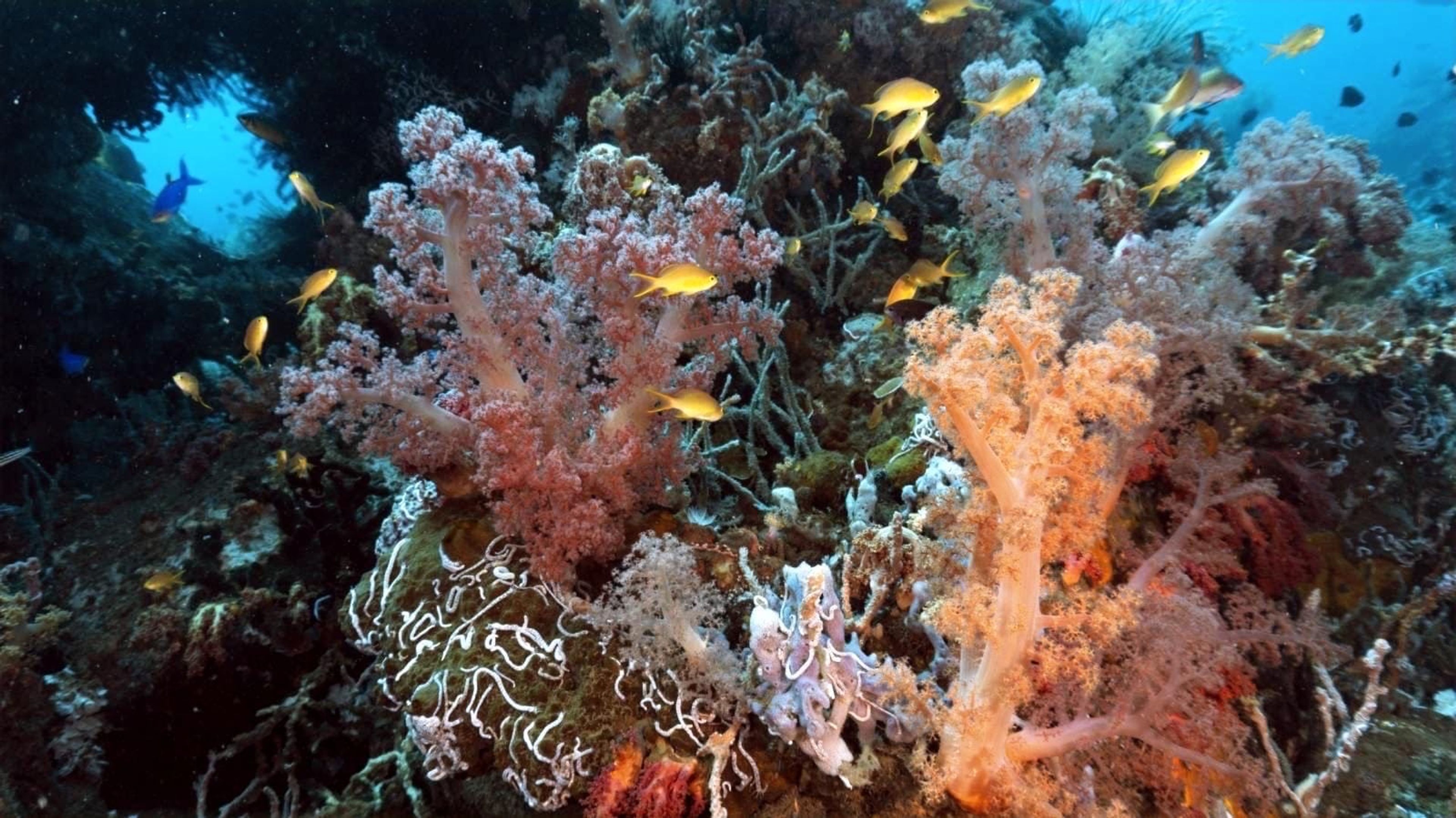 Ariel Philip Pontillas's dive log