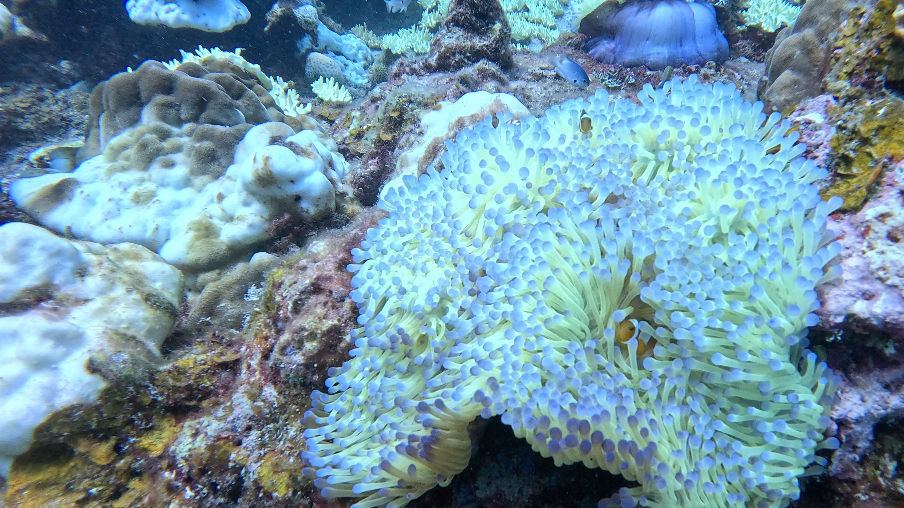 Oceanic+
