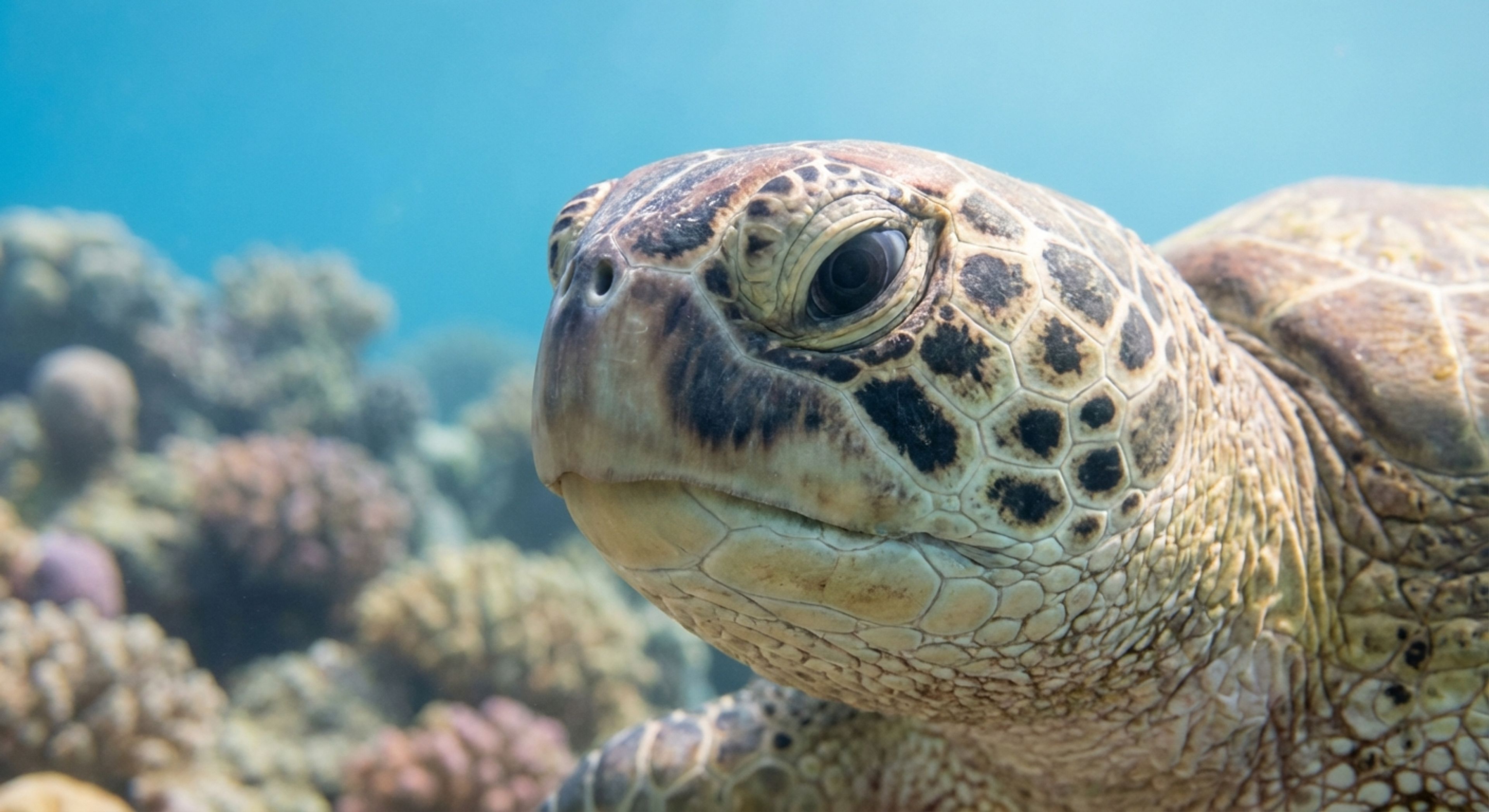 A sea turtle close up