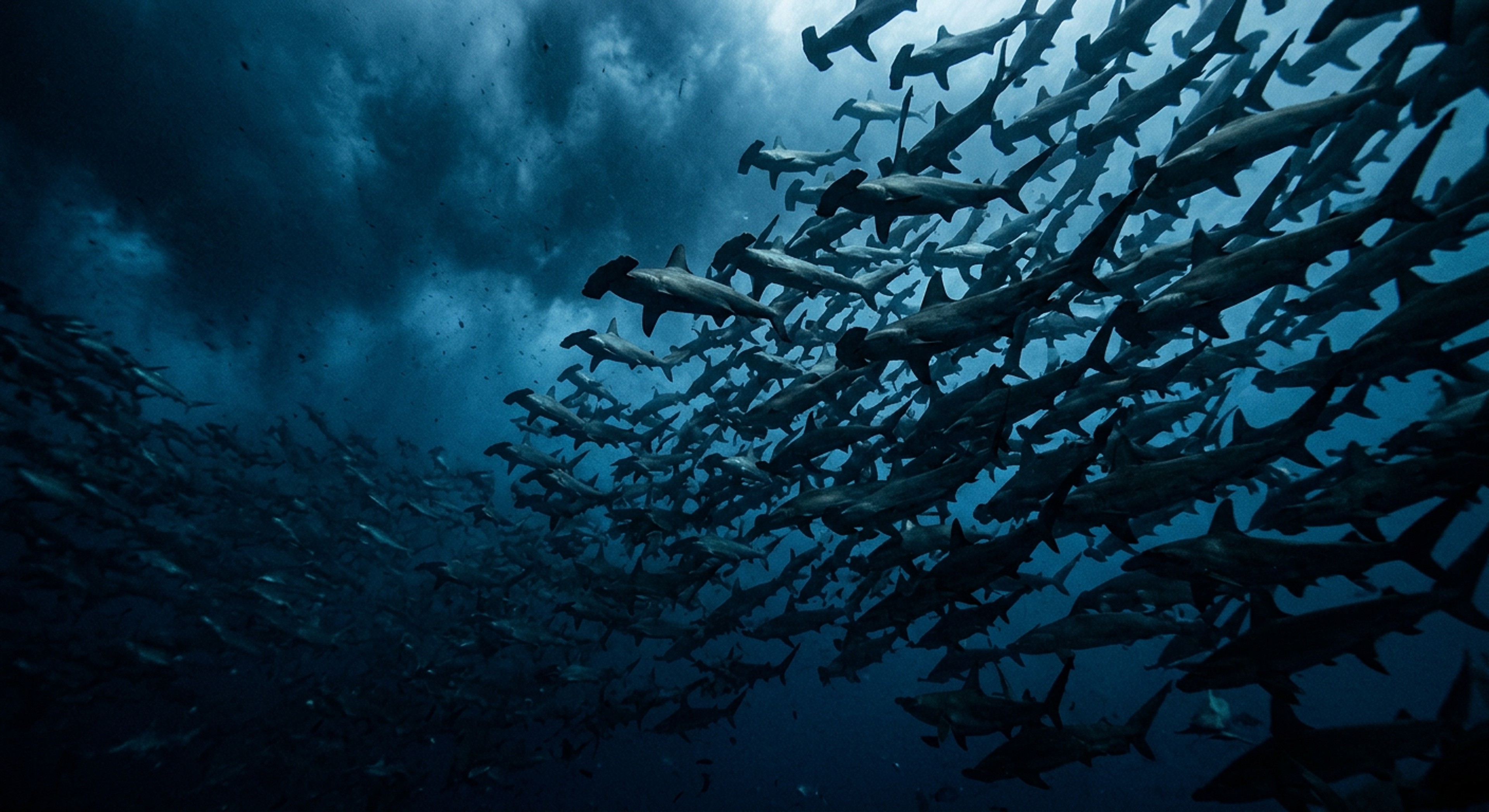 Galapagos Scuba Diving: Darwin's Heavy Metal Ocean