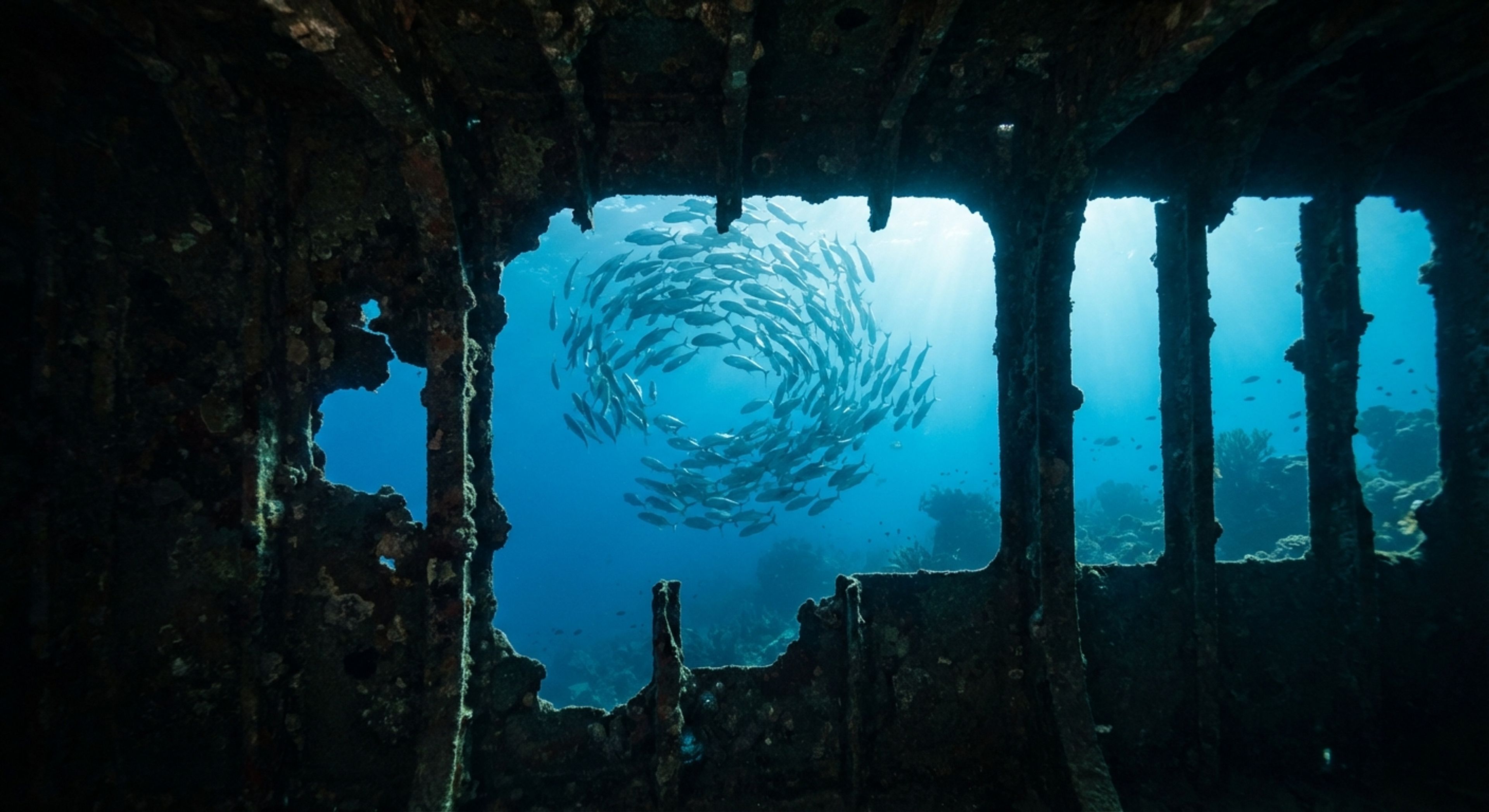 School of fish inside a ship cargo hold